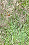 Pinewoods fingergrass